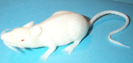 White Mouse