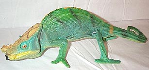 Parson's Chameleon