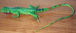 Iguana