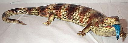 Blue Tongued Skink