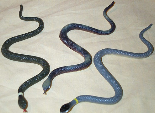 Ringsnakes/Blue Racer