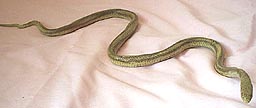 Yellow Rat Snake - young