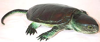 Snapping Turtle