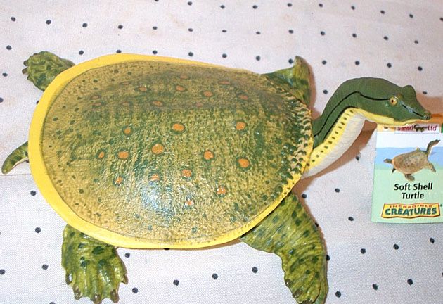 Soft Shelled Turtle