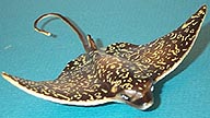 Spotted Eagle Ray