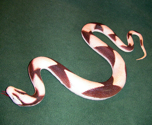 Copperhead - Variant