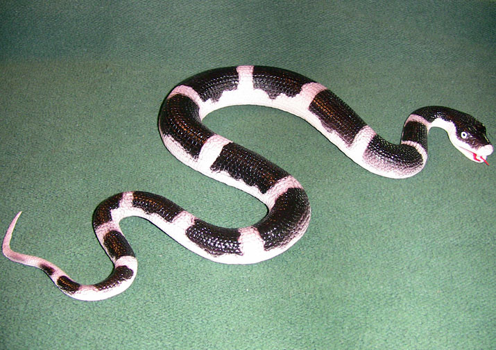 Malayan Krait